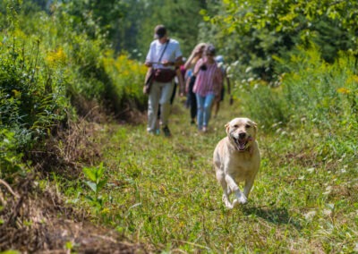 Golden lab running with tongue hanging out